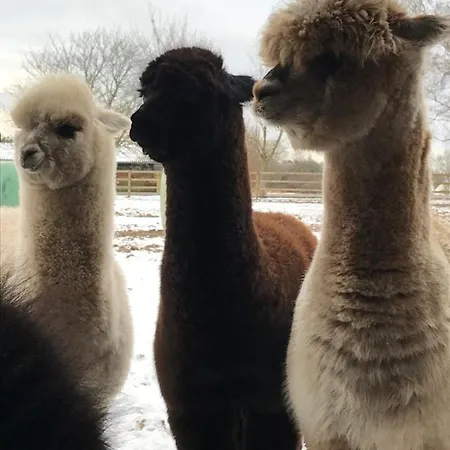 Troldegaarden キューゲ