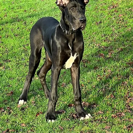 Troldegaarden * キューゲ