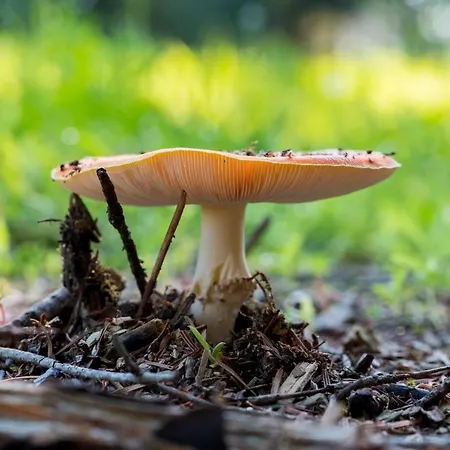 컨트리하우스 Troldegaarden *