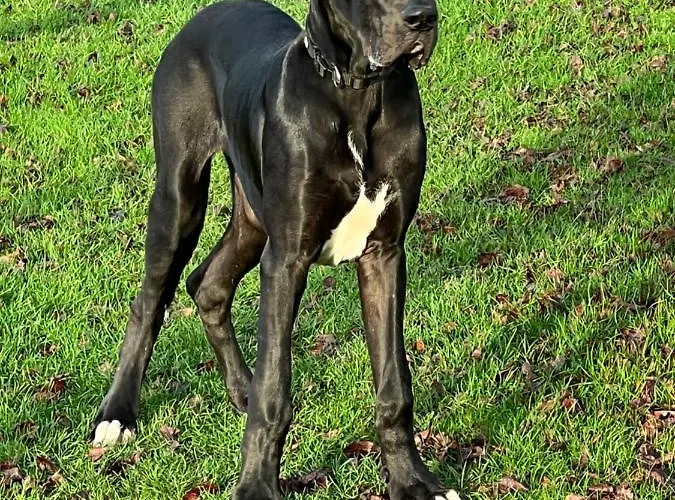 Troldegaarden * Koge