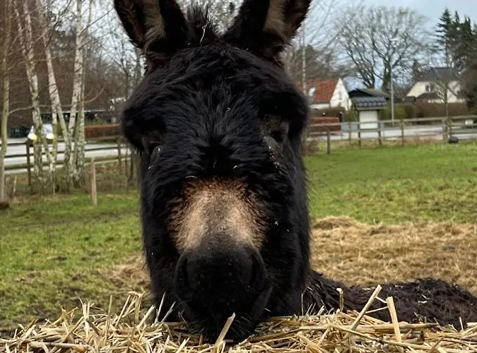 Troldegaarden Casa di campagna