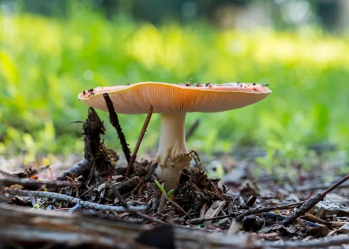 Casa di campagna Troldegaarden *