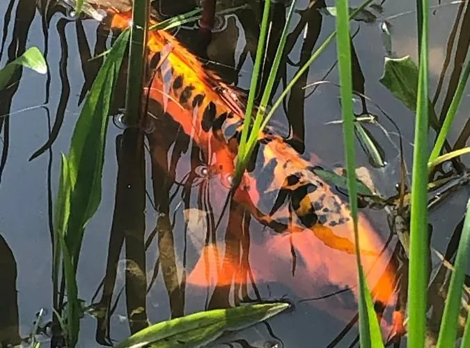 Troldegaarden Casa di campagna