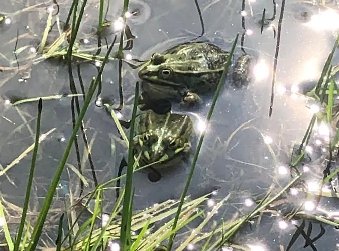 Venkovský dům Troldegaarden Koge